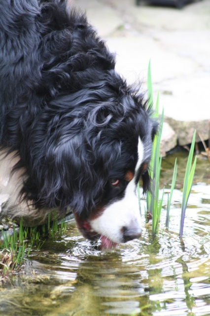 das Wasser schmeckt am besten!