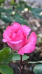 IMG_0781rose.jpg