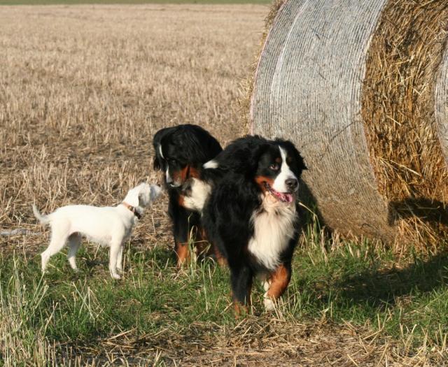 Alish, Kosmo und Linus