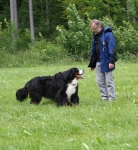 aus zwei Hunden wird einer