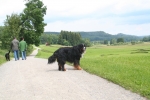 Kosmo im Allgäu Juli 2009