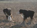 Kosmo, Nele und Linus