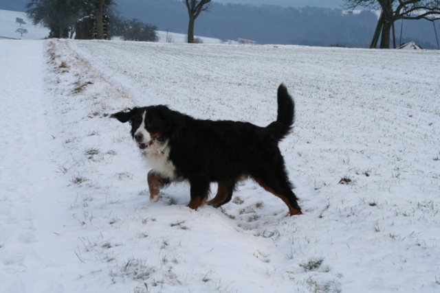 Endlich Schnee