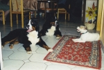 Linus, Kosmo und Lucy