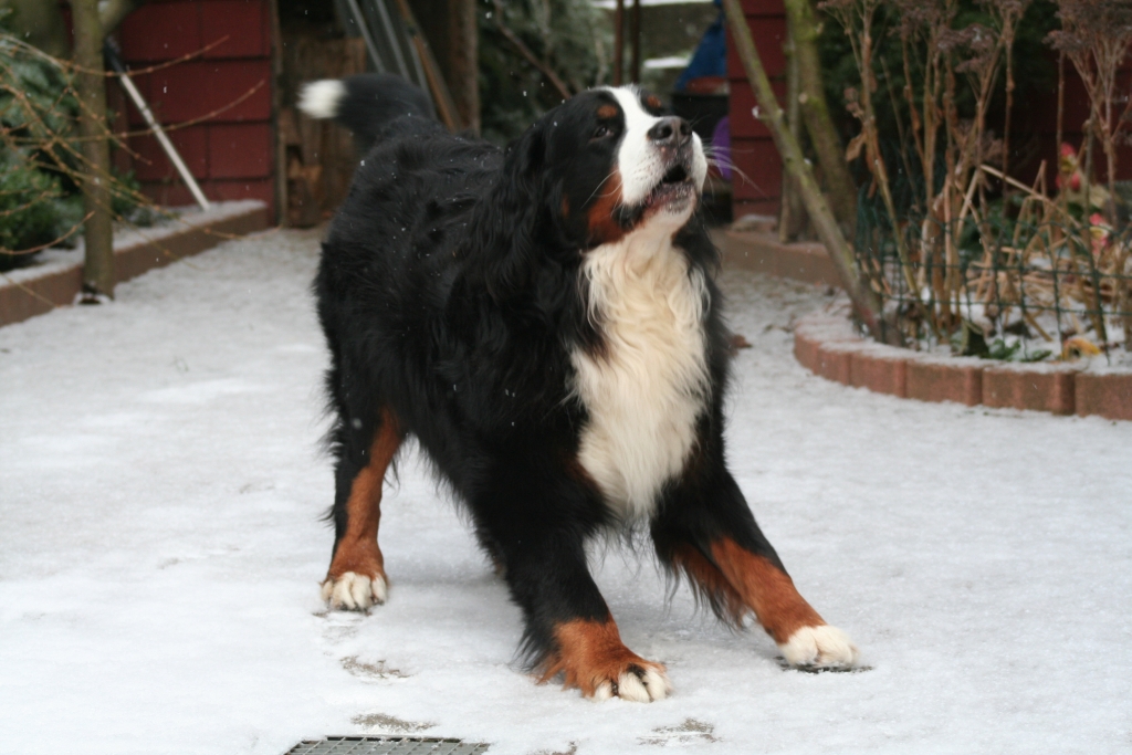 los kommt jetzt endlich, ich will im hohen Schnee spazieren gehen