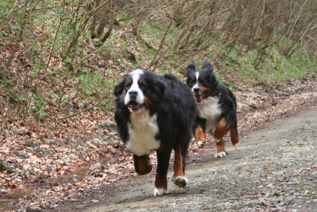 Linus und Kosmo rennen um die Wette