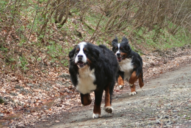 Linus und Kosmo rennen um die Wette