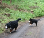 16.05.2010  Rennen und toben im Wald macht viel Spaß