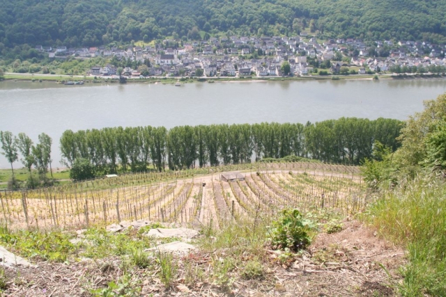 Weinberge, Steillagen bei Boppard