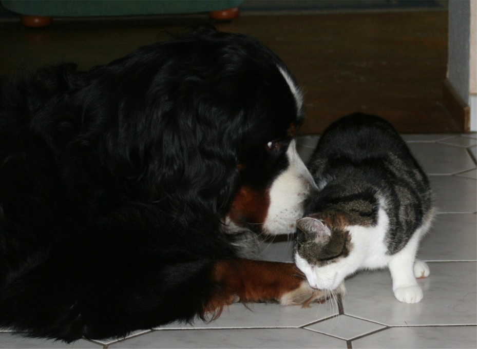 Linus und Merlin