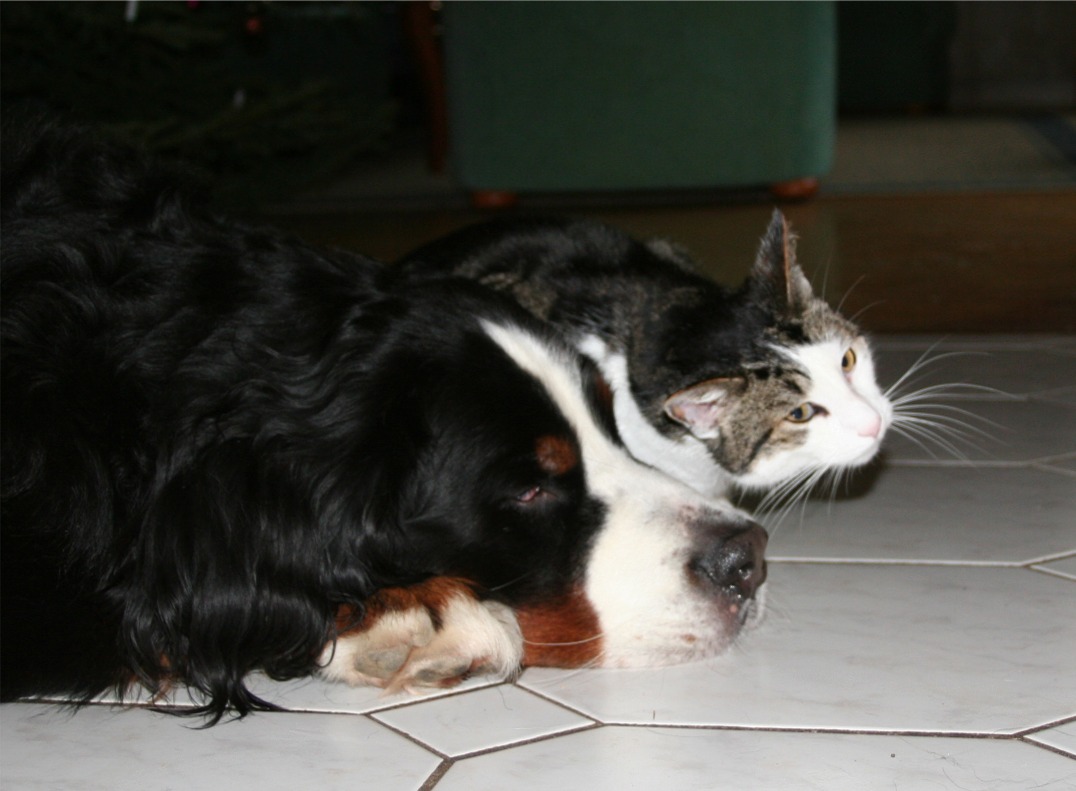 Linus und Merlin