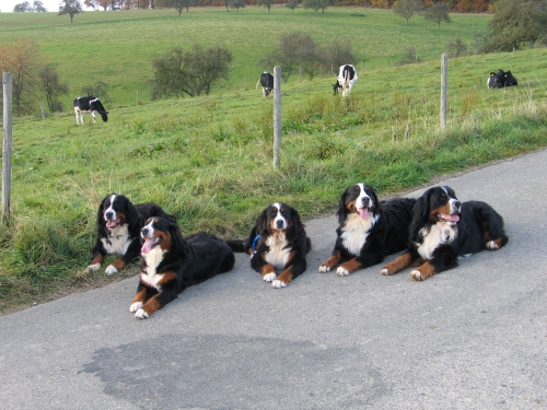 die Hollerblick Hunde