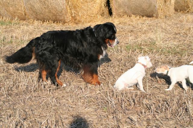 zum Verlieben, die weißen Hunde