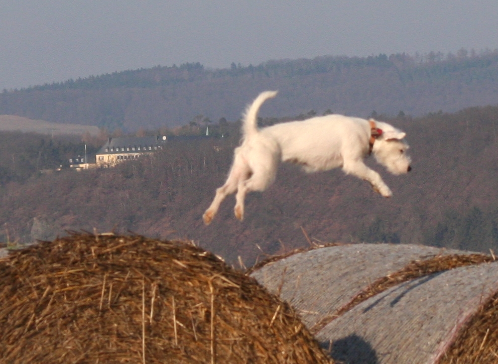 Alish, nur fliegen ist schöner