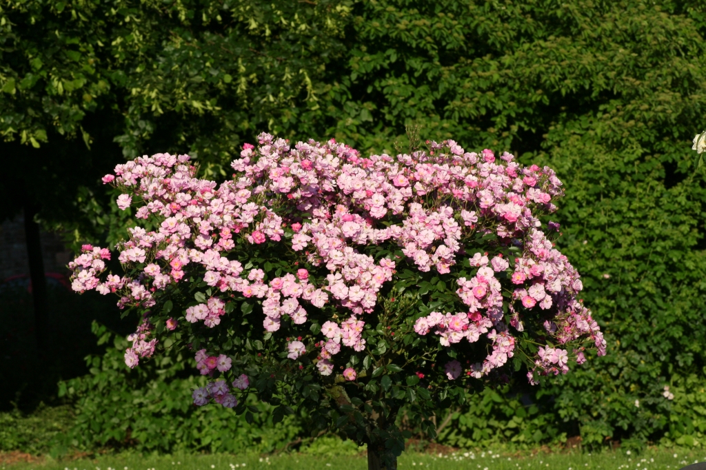 Rosen in den Braubacher Rheinanlagen