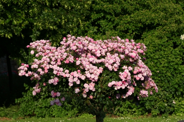 Rosen in den Braubacher Rheinanlagen