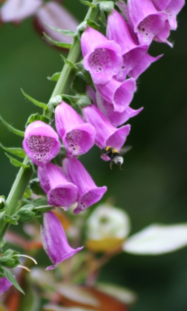 Fingerhut mit Hummel