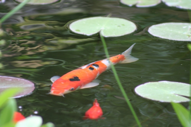 Koi