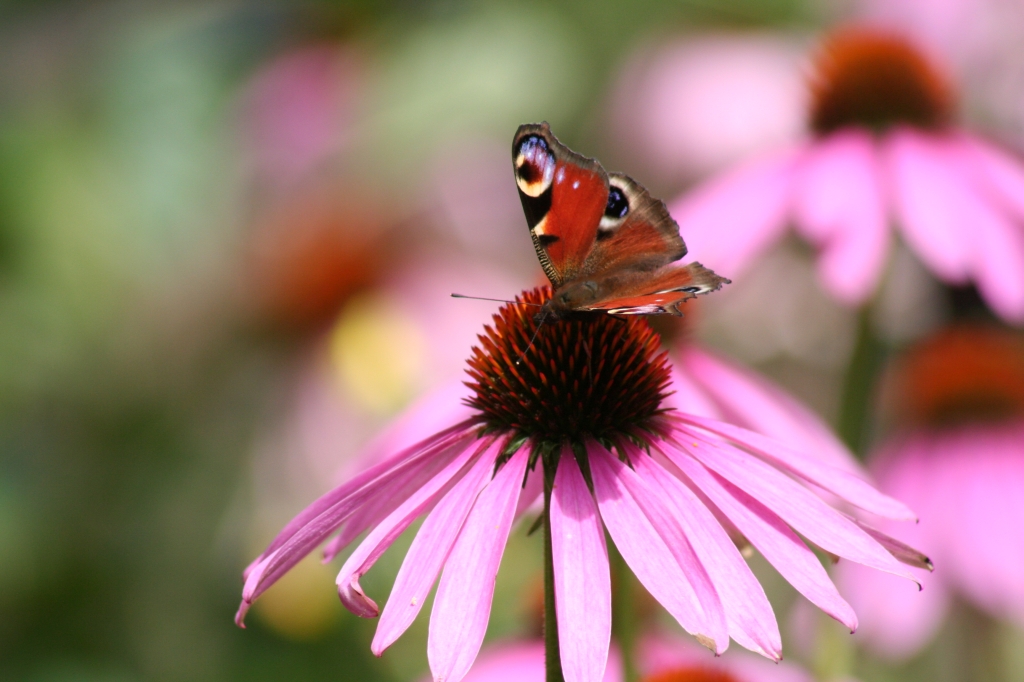 Schmetterling auf Sonnenhut