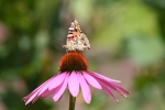 Sonnenhut mit Schmetterling